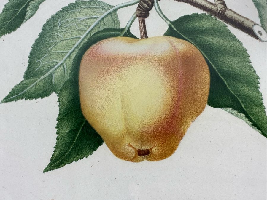 Giorgio Gallesio (1772-1839, Italian Botanist) Pomona Italiana, Ossia Trattato Degli Alberi Fruttiferi (Treatise On Fruit Trees) Original Antique Hand-Colored Engraving From Folio Incl Text Describing Fruit Framed 13.5 X 19 RARE $600+ [Photo 5]