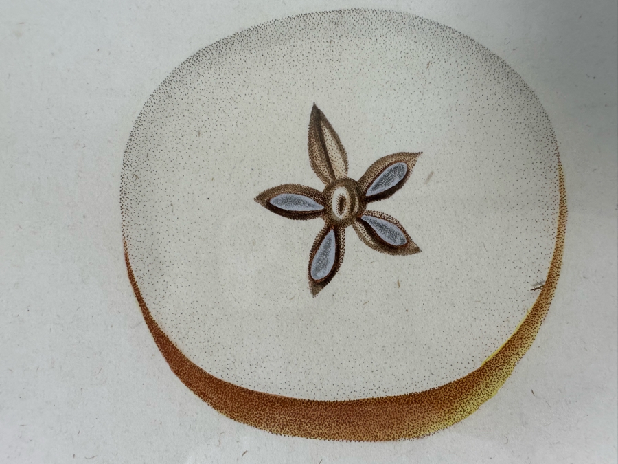 Giorgio Gallesio (1772-1839, Italian Botanist) Pomona Italiana, Ossia Trattato Degli Alberi Fruttiferi (Treatise On Fruit Trees) Original Antique Hand-Colored Engraving From Folio Incl Text Describing Fruit Framed 13.5 X 19 RARE $600+ [Photo 8]