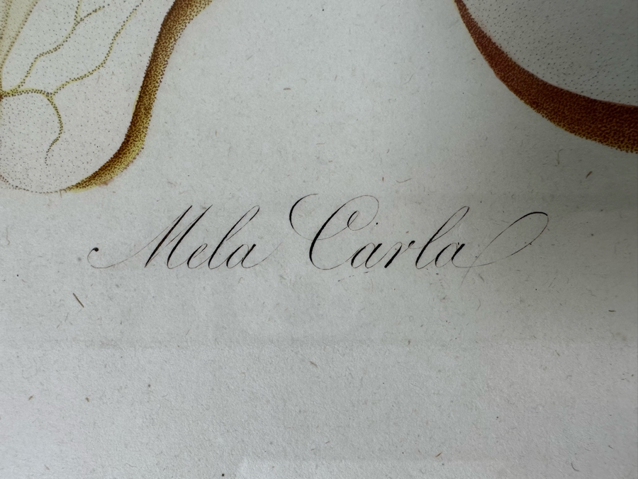 Giorgio Gallesio (1772-1839, Italian Botanist) Pomona Italiana, Ossia Trattato Degli Alberi Fruttiferi (Treatise On Fruit Trees) Original Antique Hand-Colored Engraving From Folio Incl Text Describing Fruit Framed 13.5 X 19 RARE $600+ [Photo 9]