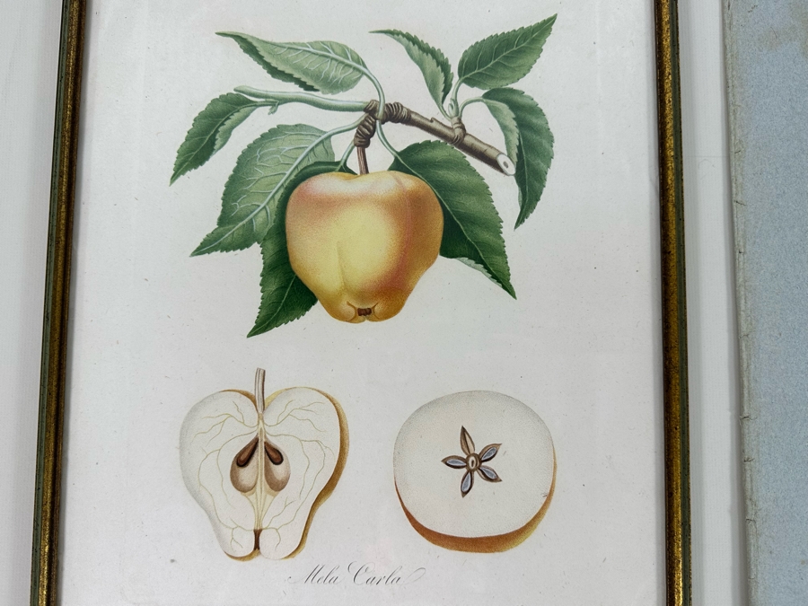 Giorgio Gallesio (1772-1839, Italian Botanist) Pomona Italiana, Ossia Trattato Degli Alberi Fruttiferi (Treatise On Fruit Trees) Original Antique Hand-Colored Engraving From Folio Incl Text Describing Fruit Framed 13.5 X 19 RARE $600+ [Photo 4]
