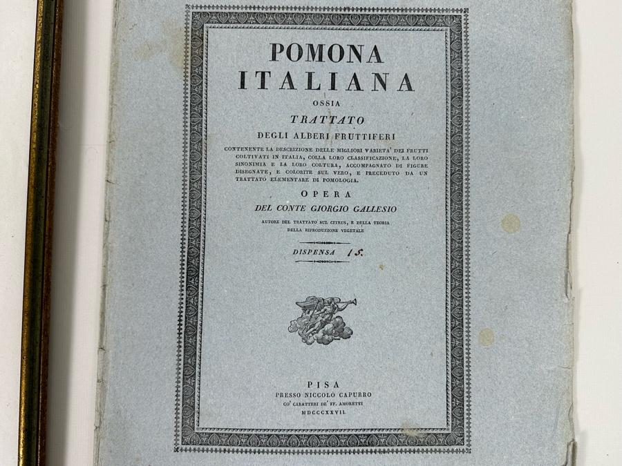 Giorgio Gallesio (1772-1839, Italian Botanist) Pomona Italiana, Ossia Trattato Degli Alberi Fruttiferi (Treatise On Fruit Trees) Original Antique Hand-Colored Engraving From Folio Incl Text Describing Fruit Framed 13.5 X 19 RARE $600+ [Photo 10]