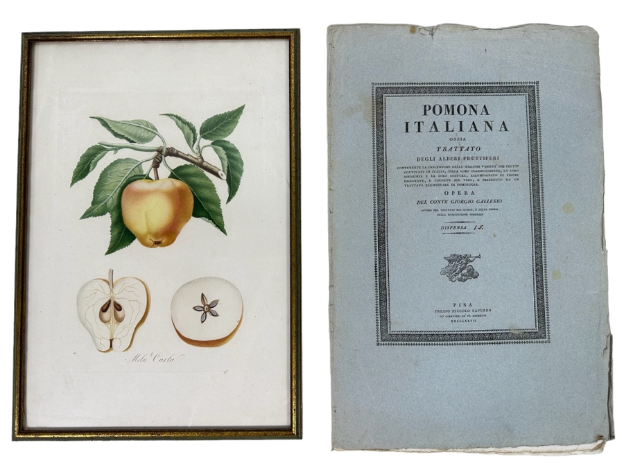 Giorgio Gallesio (1772-1839, Italian Botanist) Pomona Italiana, Ossia Trattato Degli Alberi Fruttiferi (Treatise On Fruit Trees) Original Antique Hand-Colored Engraving From Folio Incl Text Describing Fruit Framed 13.5 X 19 RARE $600+ [Photo 1]