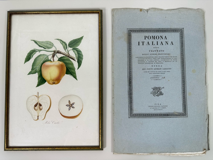 Giorgio Gallesio (1772-1839, Italian Botanist) Pomona Italiana, Ossia Trattato Degli Alberi Fruttiferi (Treatise On Fruit Trees) Original Antique Hand-Colored Engraving From Folio Incl Text Describing Fruit Framed 13.5 X 19 RARE $600+ [Photo 2]