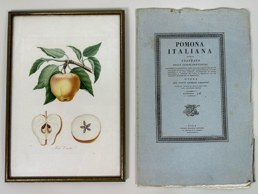 Giorgio Gallesio (1772-1839, Italian Botanist) Pomona Italiana, Ossia Trattato Degli Alberi Fruttiferi (Treatise On Fruit Trees) Original Antique Hand-Colored Engraving From Folio Incl Text Describing Fruit Framed 13.5 X 19 RARE $600+ [Photo 3]