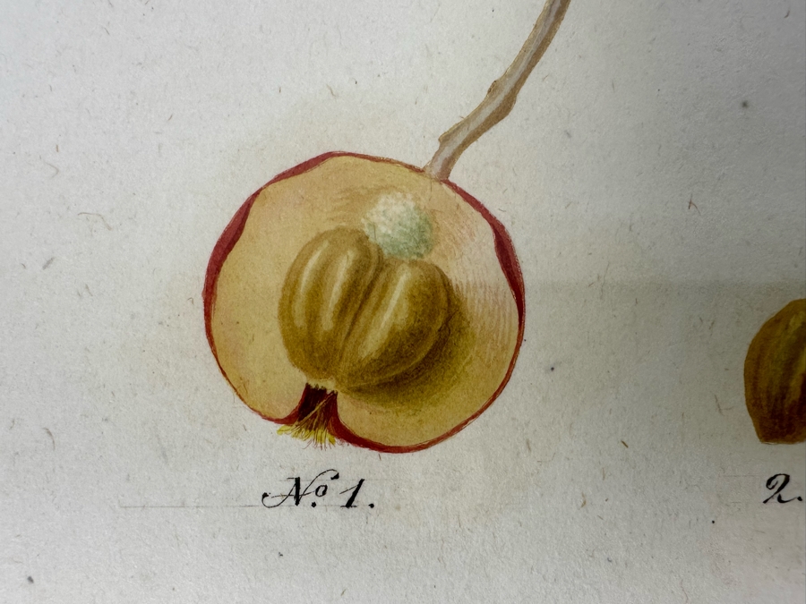 Giorgio Gallesio (1772-1839, Italian Botanist) Pomona Italiana, Ossia Trattato Degli Alberi Fruttiferi (Treatise On Fruit Trees) Original Antique Hand-Colored Engraving From Folio Incl Text Describing Fruit Framed 13.5 X 19 RARE $600+ [Photo 9]