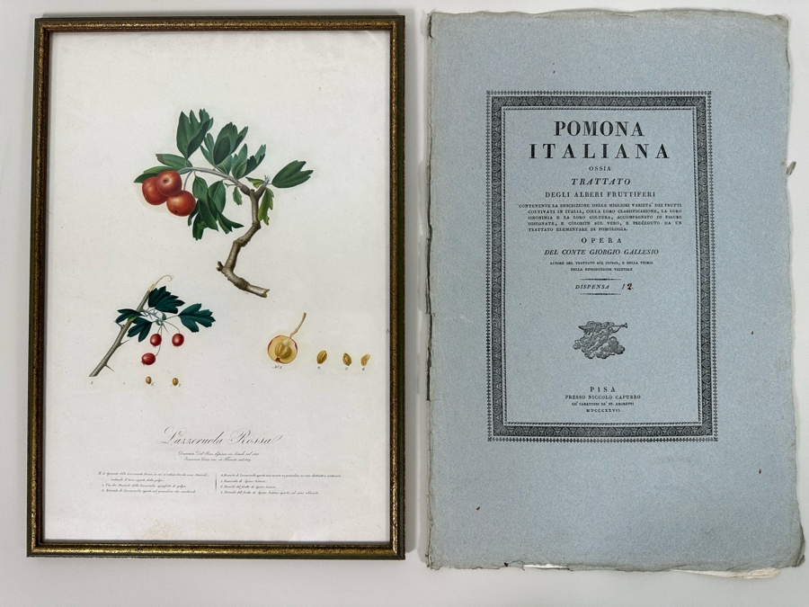 Giorgio Gallesio (1772-1839, Italian Botanist) Pomona Italiana, Ossia Trattato Degli Alberi Fruttiferi (Treatise On Fruit Trees) Original Antique Hand-Colored Engraving From Folio Incl Text Describing Fruit Framed 13.5 X 19 RARE $600+ [Photo 3]