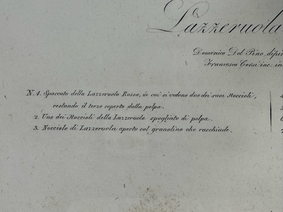 Giorgio Gallesio (1772-1839, Italian Botanist) Pomona Italiana, Ossia Trattato Degli Alberi Fruttiferi (Treatise On Fruit Trees) Original Antique Hand-Colored Engraving From Folio Incl Text Describing Fruit Framed 13.5 X 19 RARE $600+ [Photo 13]