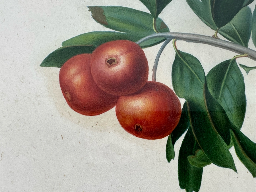 Giorgio Gallesio (1772-1839, Italian Botanist) Pomona Italiana, Ossia Trattato Degli Alberi Fruttiferi (Treatise On Fruit Trees) Original Antique Hand-Colored Engraving From Folio Incl Text Describing Fruit Framed 13.5 X 19 RARE $600+ [Photo 6]