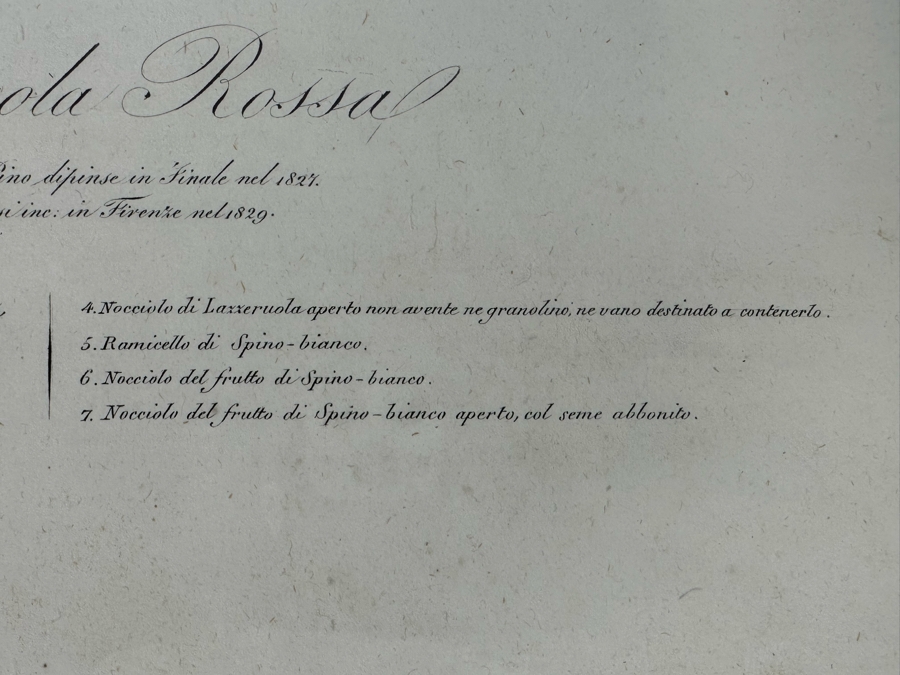 Giorgio Gallesio (1772-1839, Italian Botanist) Pomona Italiana, Ossia Trattato Degli Alberi Fruttiferi (Treatise On Fruit Trees) Original Antique Hand-Colored Engraving From Folio Incl Text Describing Fruit Framed 13.5 X 19 RARE $600+ [Photo 14]