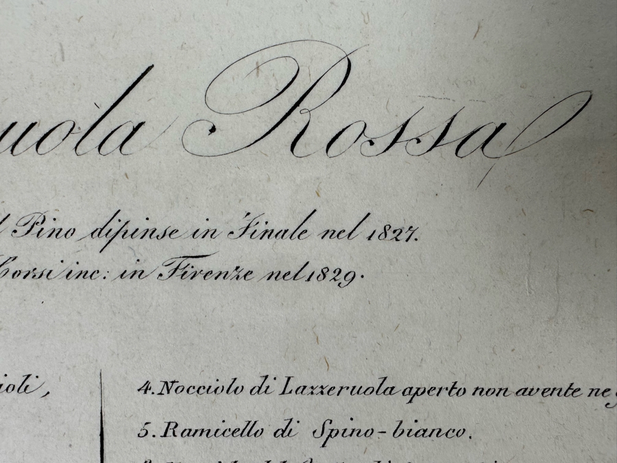 Giorgio Gallesio (1772-1839, Italian Botanist) Pomona Italiana, Ossia Trattato Degli Alberi Fruttiferi (Treatise On Fruit Trees) Original Antique Hand-Colored Engraving From Folio Incl Text Describing Fruit Framed 13.5 X 19 RARE $600+ [Photo 16]