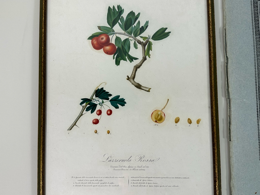 Giorgio Gallesio (1772-1839, Italian Botanist) Pomona Italiana, Ossia Trattato Degli Alberi Fruttiferi (Treatise On Fruit Trees) Original Antique Hand-Colored Engraving From Folio Incl Text Describing Fruit Framed 13.5 X 19 RARE $600+ [Photo 4]