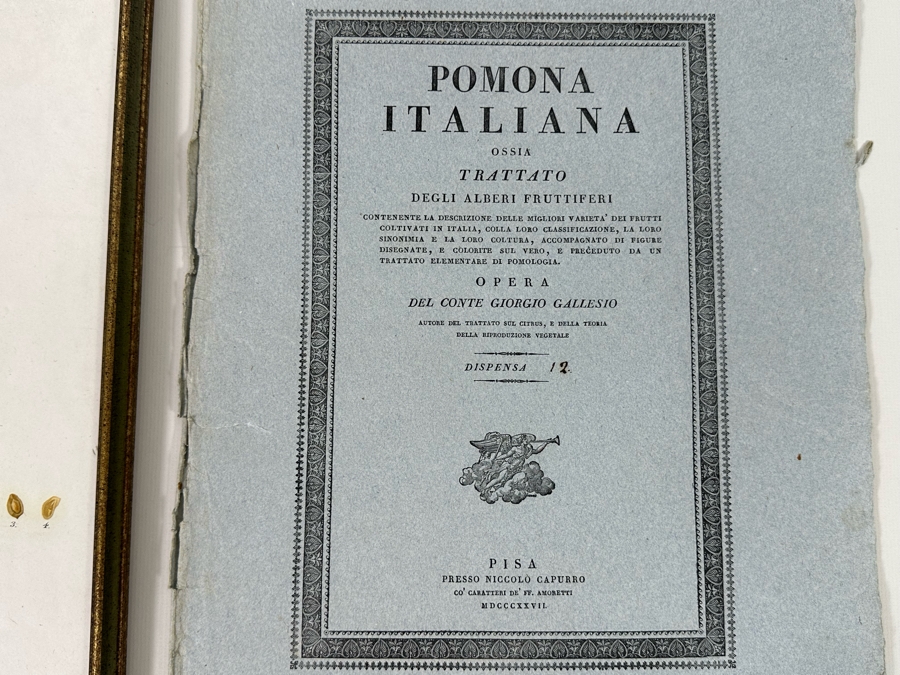 Giorgio Gallesio (1772-1839, Italian Botanist) Pomona Italiana, Ossia Trattato Degli Alberi Fruttiferi (Treatise On Fruit Trees) Original Antique Hand-Colored Engraving From Folio Incl Text Describing Fruit Framed 13.5 X 19 RARE $600+ [Photo 15]
