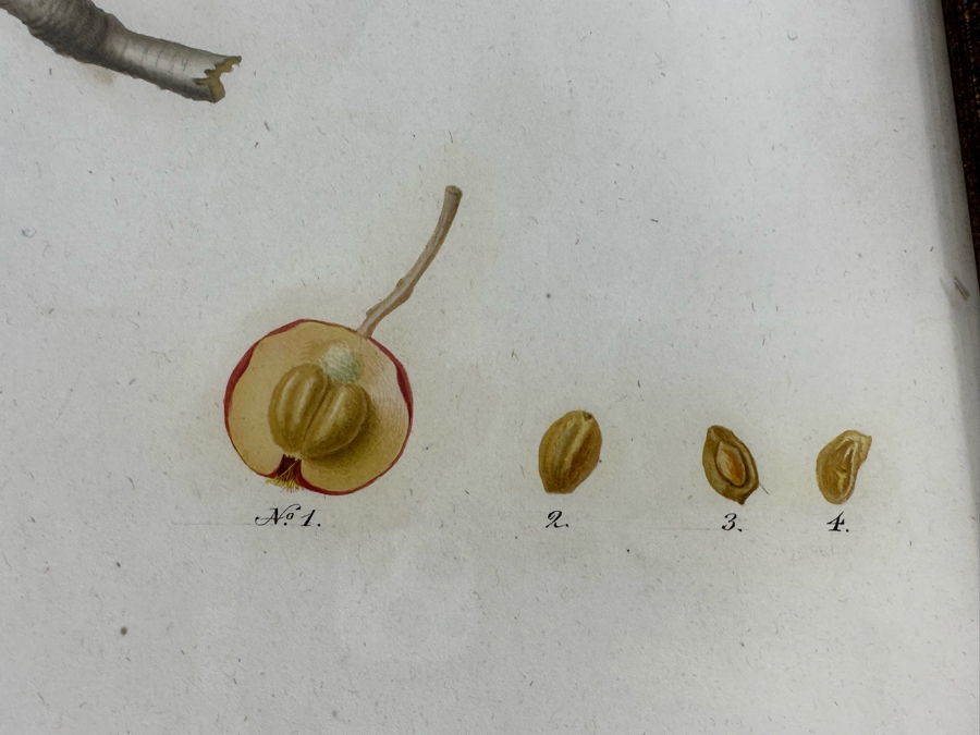 Giorgio Gallesio (1772-1839, Italian Botanist) Pomona Italiana, Ossia Trattato Degli Alberi Fruttiferi (Treatise On Fruit Trees) Original Antique Hand-Colored Engraving From Folio Incl Text Describing Fruit Framed 13.5 X 19 RARE $600+ [Photo 8]