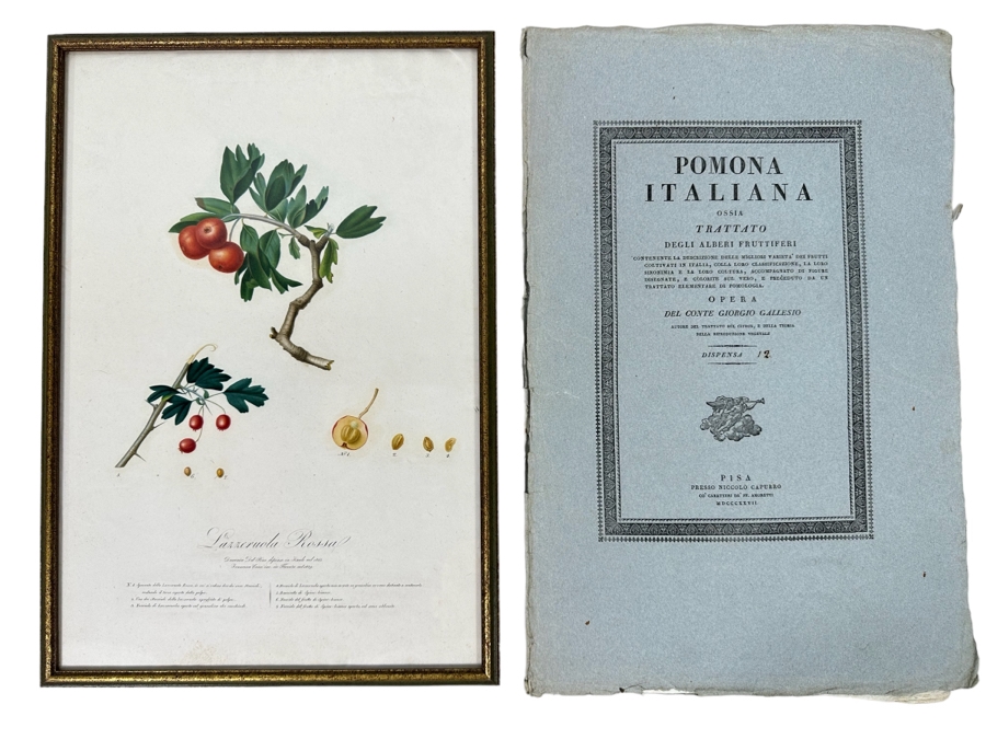 Giorgio Gallesio (1772-1839, Italian Botanist) Pomona Italiana, Ossia Trattato Degli Alberi Fruttiferi (Treatise On Fruit Trees) Original Antique Hand-Colored Engraving From Folio Incl Text Describing Fruit Framed 13.5 X 19 RARE $600+ [Photo 1]