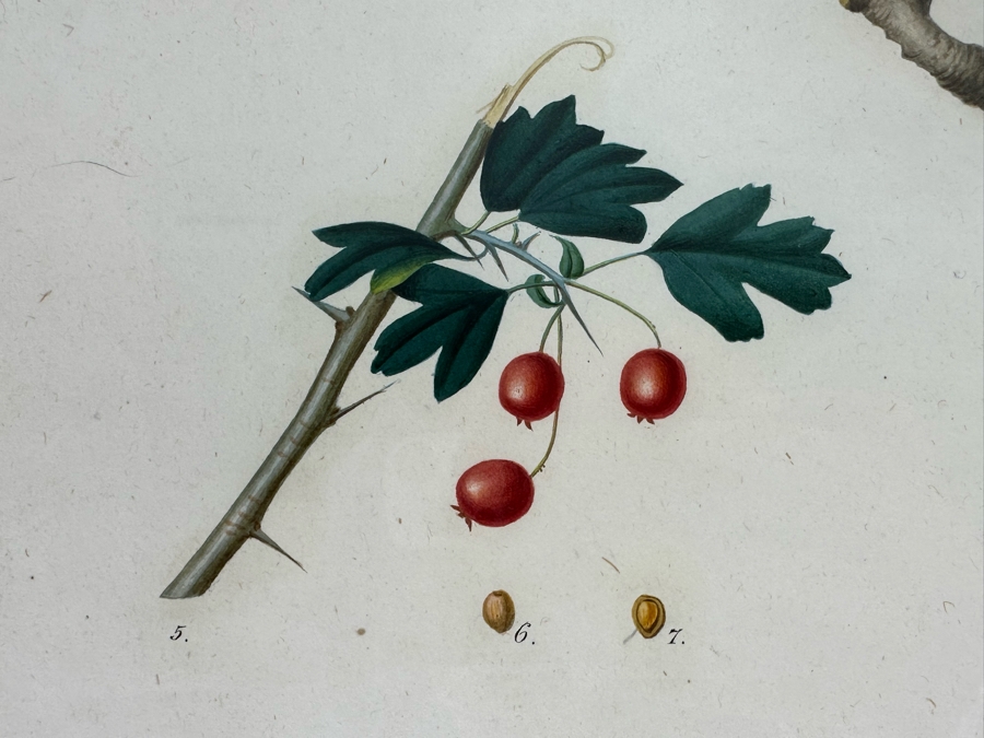 Giorgio Gallesio (1772-1839, Italian Botanist) Pomona Italiana, Ossia Trattato Degli Alberi Fruttiferi (Treatise On Fruit Trees) Original Antique Hand-Colored Engraving From Folio Incl Text Describing Fruit Framed 13.5 X 19 RARE $600+ [Photo 7]
