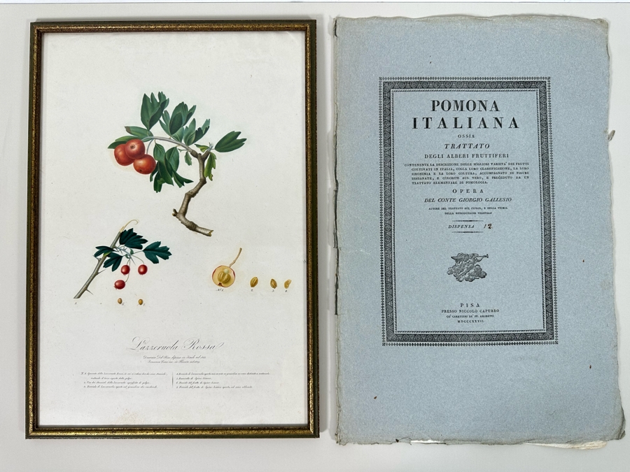 Giorgio Gallesio (1772-1839, Italian Botanist) Pomona Italiana