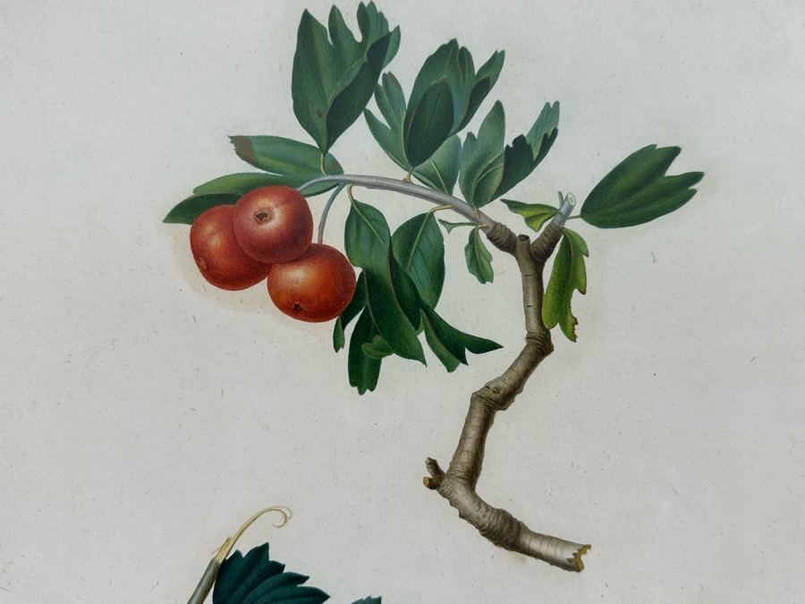 Giorgio Gallesio (1772-1839, Italian Botanist) Pomona Italiana, Ossia Trattato Degli Alberi Fruttiferi (Treatise On Fruit Trees) Original Antique Hand-Colored Engraving From Folio Incl Text Describing Fruit Framed 13.5 X 19 RARE $600+ [Photo 5]