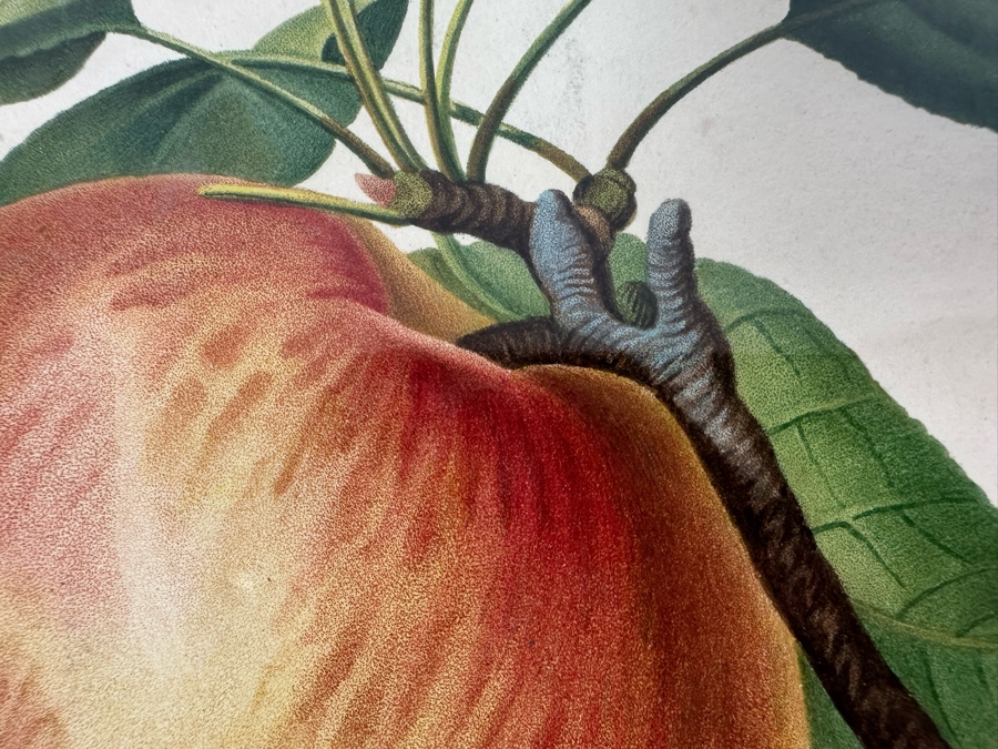 Giorgio Gallesio (1772-1839, Italian Botanist) Pomona Italiana, Ossia Trattato Degli Alberi Fruttiferi (Treatise On Fruit Trees) Original Antique Hand-Colored Engraving From Folio Incl Text Describing Fruit Framed 13.5 X 19 RARE $600+ [Photo 6]