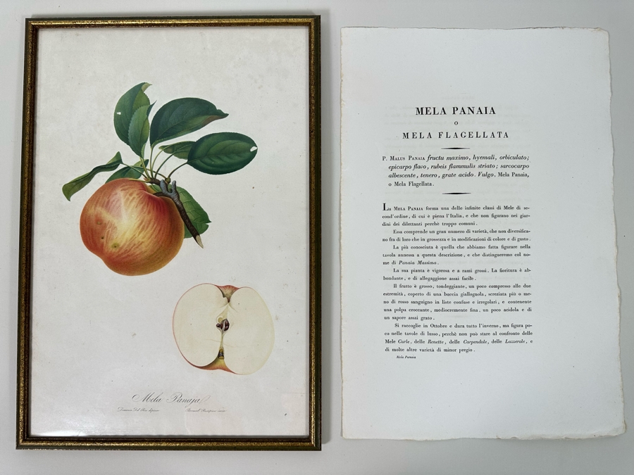 Giorgio Gallesio (1772-1839, Italian Botanist) Pomona Italiana, Ossia Trattato Degli Alberi Fruttiferi (Treatise On Fruit Trees) Original Antique Hand-Colored Engraving From Folio Incl Text Describing Fruit Framed 13.5 X 19 RARE $600+ [Photo 2]
