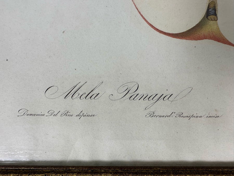 Giorgio Gallesio (1772-1839, Italian Botanist) Pomona Italiana, Ossia Trattato Degli Alberi Fruttiferi (Treatise On Fruit Trees) Original Antique Hand-Colored Engraving From Folio Incl Text Describing Fruit Framed 13.5 X 19 RARE $600+ [Photo 10]