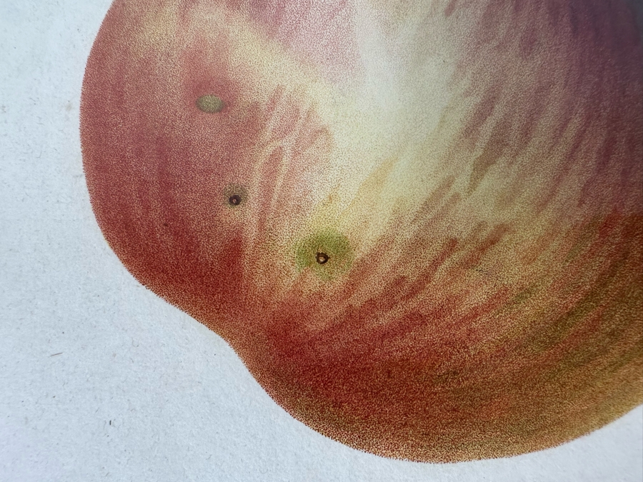 Giorgio Gallesio (1772-1839, Italian Botanist) Pomona Italiana, Ossia Trattato Degli Alberi Fruttiferi (Treatise On Fruit Trees) Original Antique Hand-Colored Engraving From Folio Incl Text Describing Fruit Framed 13.5 X 19 RARE $600+ [Photo 5]