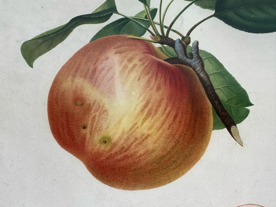 Giorgio Gallesio (1772-1839, Italian Botanist) Pomona Italiana, Ossia Trattato Degli Alberi Fruttiferi (Treatise On Fruit Trees) Original Antique Hand-Colored Engraving From Folio Incl Text Describing Fruit Framed 13.5 X 19 RARE $600+ [Photo 4]