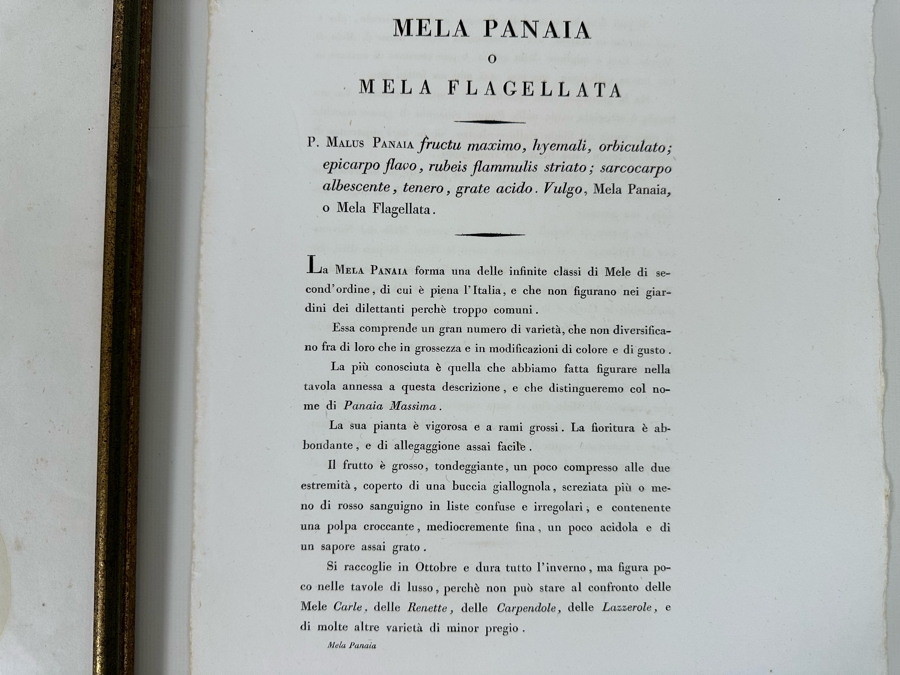 Giorgio Gallesio (1772-1839, Italian Botanist) Pomona Italiana, Ossia Trattato Degli Alberi Fruttiferi (Treatise On Fruit Trees) Original Antique Hand-Colored Engraving From Folio Incl Text Describing Fruit Framed 13.5 X 19 RARE $600+ [Photo 13]