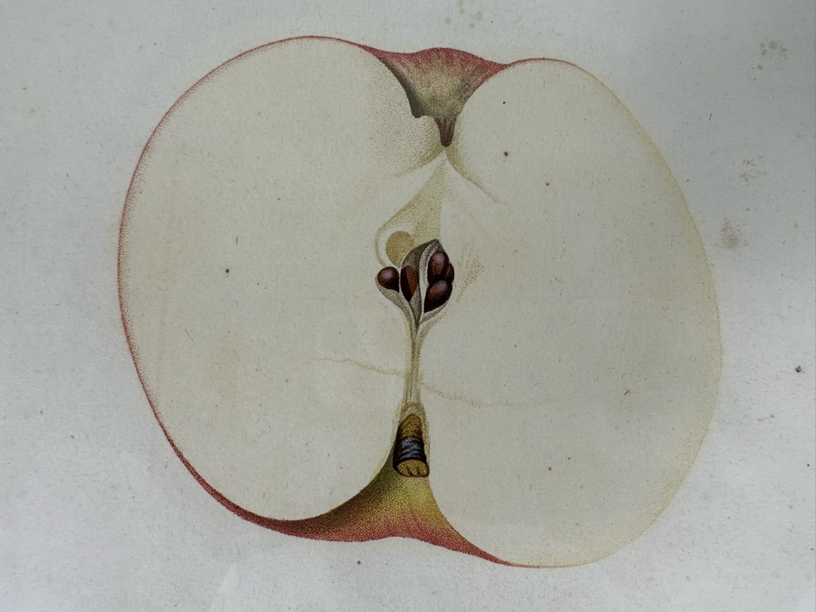 Giorgio Gallesio (1772-1839, Italian Botanist) Pomona Italiana, Ossia Trattato Degli Alberi Fruttiferi (Treatise On Fruit Trees) Original Antique Hand-Colored Engraving From Folio Incl Text Describing Fruit Framed 13.5 X 19 RARE $600+ [Photo 8]