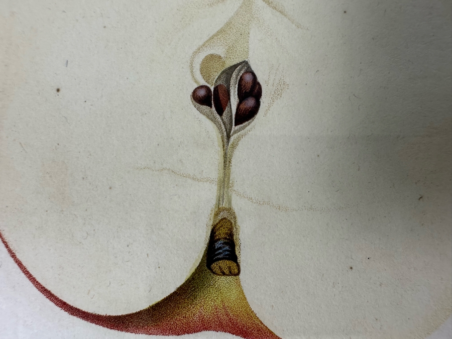 Giorgio Gallesio (1772-1839, Italian Botanist) Pomona Italiana, Ossia Trattato Degli Alberi Fruttiferi (Treatise On Fruit Trees) Original Antique Hand-Colored Engraving From Folio Incl Text Describing Fruit Framed 13.5 X 19 RARE $600+ [Photo 9]