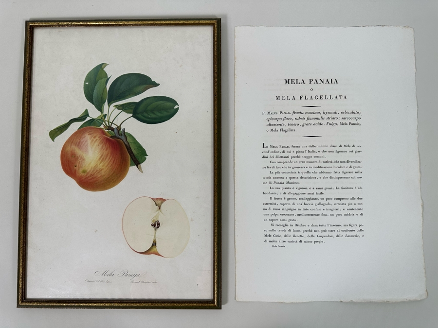 Giorgio Gallesio (1772-1839, Italian Botanist) Pomona Italiana, Ossia Trattato Degli Alberi Fruttiferi (Treatise On Fruit Trees) Original Antique Hand-Colored Engraving From Folio Incl Text Describing Fruit Framed 13.5 X 19 RARE $600+ [Photo 3]