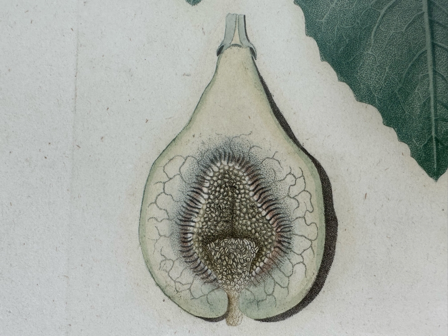 Giorgio Gallesio (1772-1839, Italian Botanist) Pomona Italiana, Ossia Trattato Degli Alberi Fruttiferi (Treatise On Fruit Trees) Original Antique Hand-Colored Engraving From Folio Incl Text Describing Fruit Framed 13.5 X 19 RARE $600+ [Photo 15]