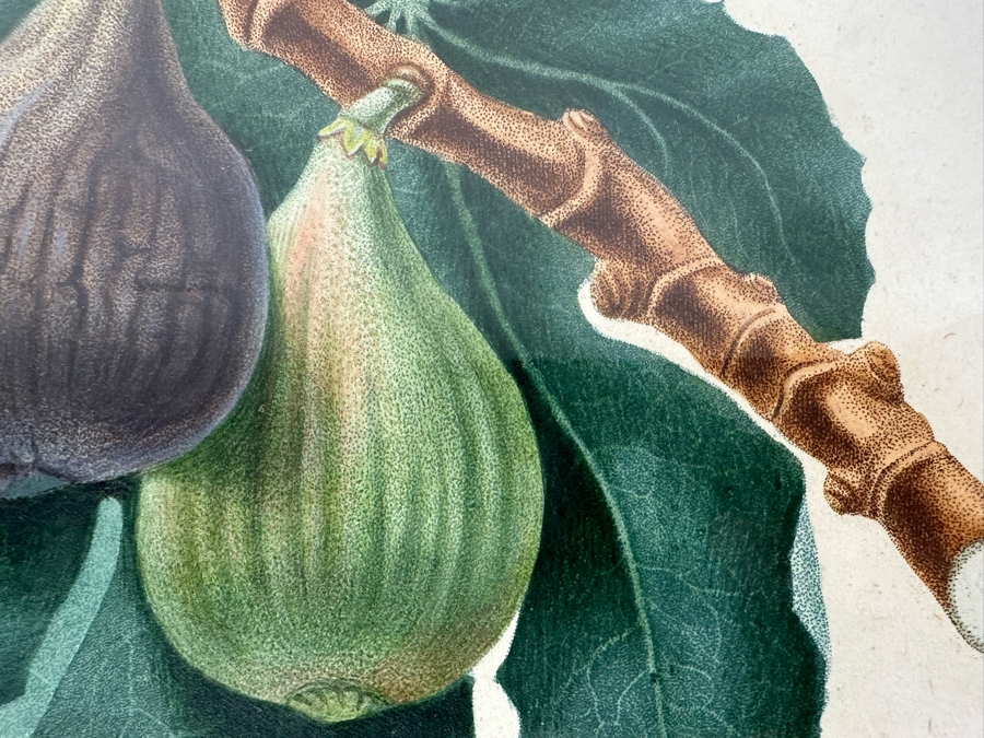 Giorgio Gallesio (1772-1839, Italian Botanist) Pomona Italiana, Ossia Trattato Degli Alberi Fruttiferi (Treatise On Fruit Trees) Original Antique Hand-Colored Engraving From Folio Incl Text Describing Fruit Framed 13.5 X 19 RARE $600+ [Photo 6]