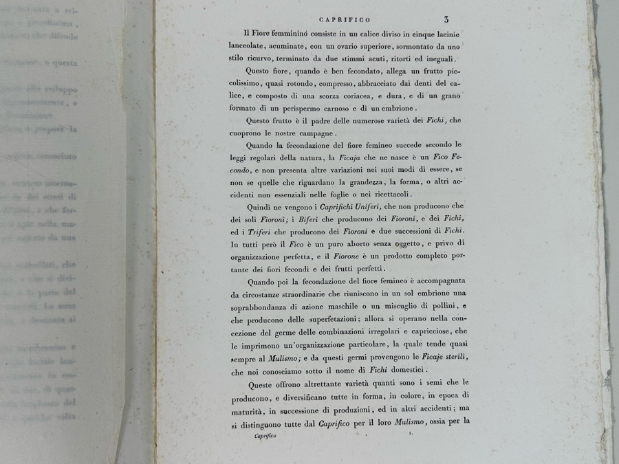 Giorgio Gallesio (1772-1839, Italian Botanist) Pomona Italiana, Ossia Trattato Degli Alberi Fruttiferi (Treatise On Fruit Trees) Original Antique Hand-Colored Engraving From Folio Incl Text Describing Fruit Framed 13.5 X 19 RARE $600+ [Photo 20]