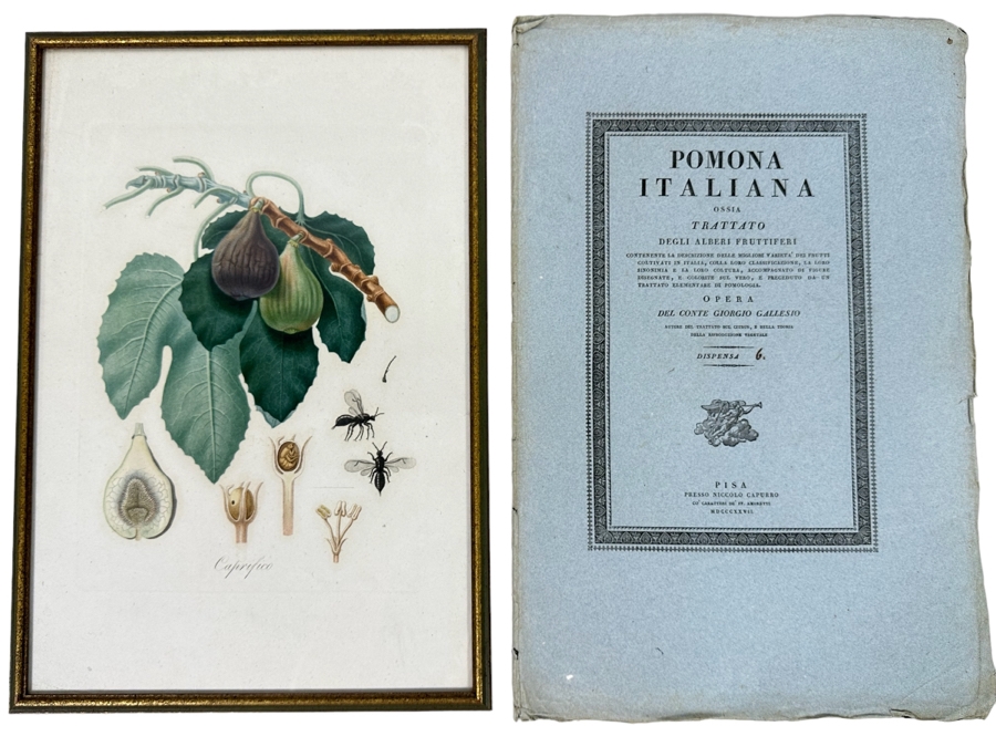 Giorgio Gallesio (1772-1839, Italian Botanist) Pomona Italiana, Ossia Trattato Degli Alberi Fruttiferi (Treatise On Fruit Trees) Original Antique Hand-Colored Engraving From Folio Incl Text Describing Fruit Framed 13.5 X 19 RARE $600+ [Photo 1]