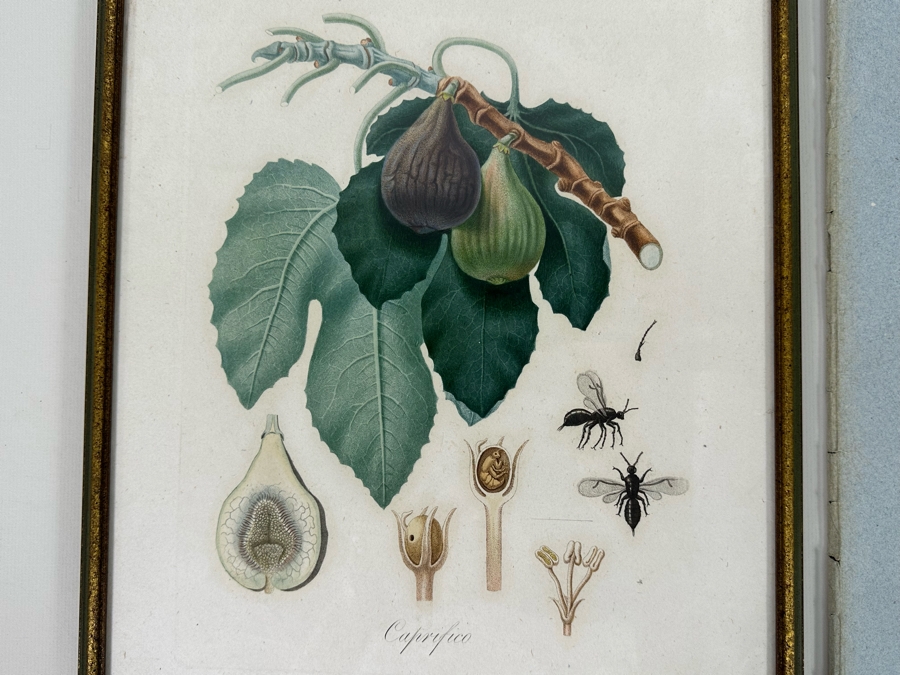 Giorgio Gallesio (1772-1839, Italian Botanist) Pomona Italiana, Ossia Trattato Degli Alberi Fruttiferi (Treatise On Fruit Trees) Original Antique Hand-Colored Engraving From Folio Incl Text Describing Fruit Framed 13.5 X 19 RARE $600+ [Photo 4]