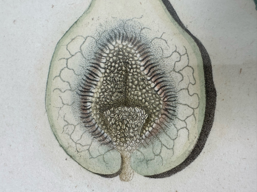 Giorgio Gallesio (1772-1839, Italian Botanist) Pomona Italiana, Ossia Trattato Degli Alberi Fruttiferi (Treatise On Fruit Trees) Original Antique Hand-Colored Engraving From Folio Incl Text Describing Fruit Framed 13.5 X 19 RARE $600+ [Photo 16]