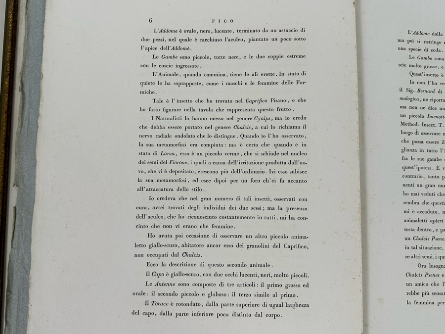 Giorgio Gallesio (1772-1839, Italian Botanist) Pomona Italiana, Ossia Trattato Degli Alberi Fruttiferi (Treatise On Fruit Trees) Original Antique Hand-Colored Engraving From Folio Incl Text Describing Fruit Framed 13.5 X 19 RARE $600+ [Photo 23]