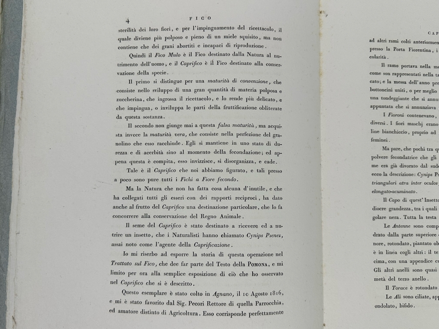 Giorgio Gallesio (1772-1839, Italian Botanist) Pomona Italiana, Ossia Trattato Degli Alberi Fruttiferi (Treatise On Fruit Trees) Original Antique Hand-Colored Engraving From Folio Incl Text Describing Fruit Framed 13.5 X 19 RARE $600+ [Photo 21]