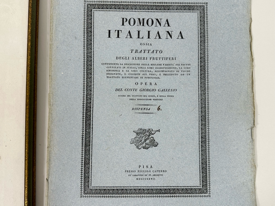 Giorgio Gallesio (1772-1839, Italian Botanist) Pomona Italiana, Ossia Trattato Degli Alberi Fruttiferi (Treatise On Fruit Trees) Original Antique Hand-Colored Engraving From Folio Incl Text Describing Fruit Framed 13.5 X 19 RARE $600+ [Photo 17]