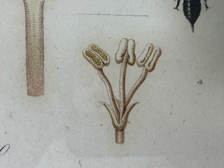 Giorgio Gallesio (1772-1839, Italian Botanist) Pomona Italiana, Ossia Trattato Degli Alberi Fruttiferi (Treatise On Fruit Trees) Original Antique Hand-Colored Engraving From Folio Incl Text Describing Fruit Framed 13.5 X 19 RARE $600+ [Photo 13]