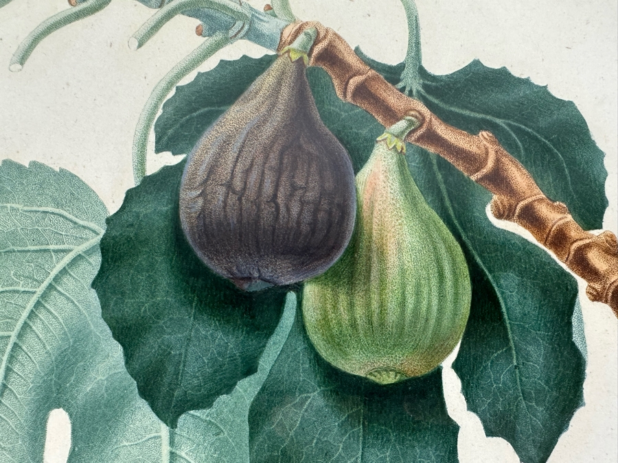 Giorgio Gallesio (1772-1839, Italian Botanist) Pomona Italiana, Ossia Trattato Degli Alberi Fruttiferi (Treatise On Fruit Trees) Original Antique Hand-Colored Engraving From Folio Incl Text Describing Fruit Framed 13.5 X 19 RARE $600+ [Photo 5]