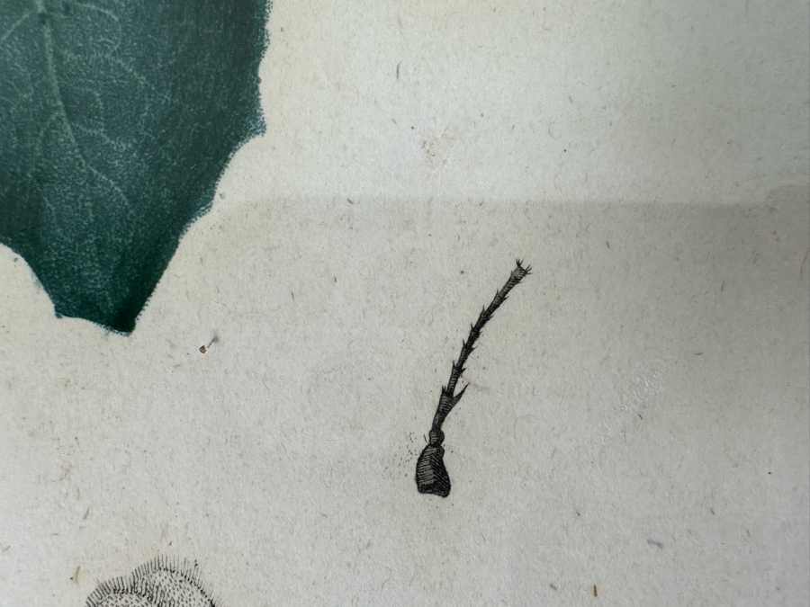 Giorgio Gallesio (1772-1839, Italian Botanist) Pomona Italiana, Ossia Trattato Degli Alberi Fruttiferi (Treatise On Fruit Trees) Original Antique Hand-Colored Engraving From Folio Incl Text Describing Fruit Framed 13.5 X 19 RARE $600+ [Photo 10]