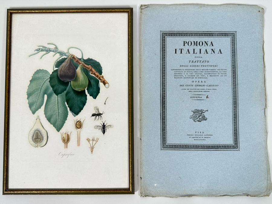 Giorgio Gallesio (1772-1839, Italian Botanist) Pomona Italiana, Ossia Trattato Degli Alberi Fruttiferi (Treatise On Fruit Trees) Original Antique Hand-Colored Engraving From Folio Incl Text Describing Fruit Framed 13.5 X 19 RARE $600+ [Photo 2]