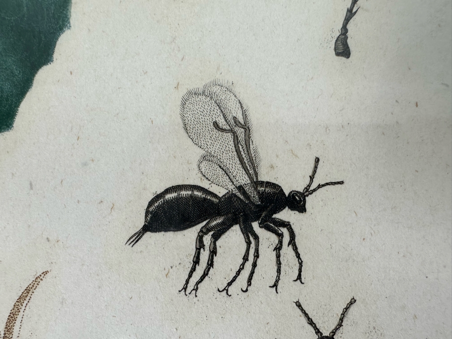 Giorgio Gallesio (1772-1839, Italian Botanist) Pomona Italiana, Ossia Trattato Degli Alberi Fruttiferi (Treatise On Fruit Trees) Original Antique Hand-Colored Engraving From Folio Incl Text Describing Fruit Framed 13.5 X 19 RARE $600+ [Photo 9]