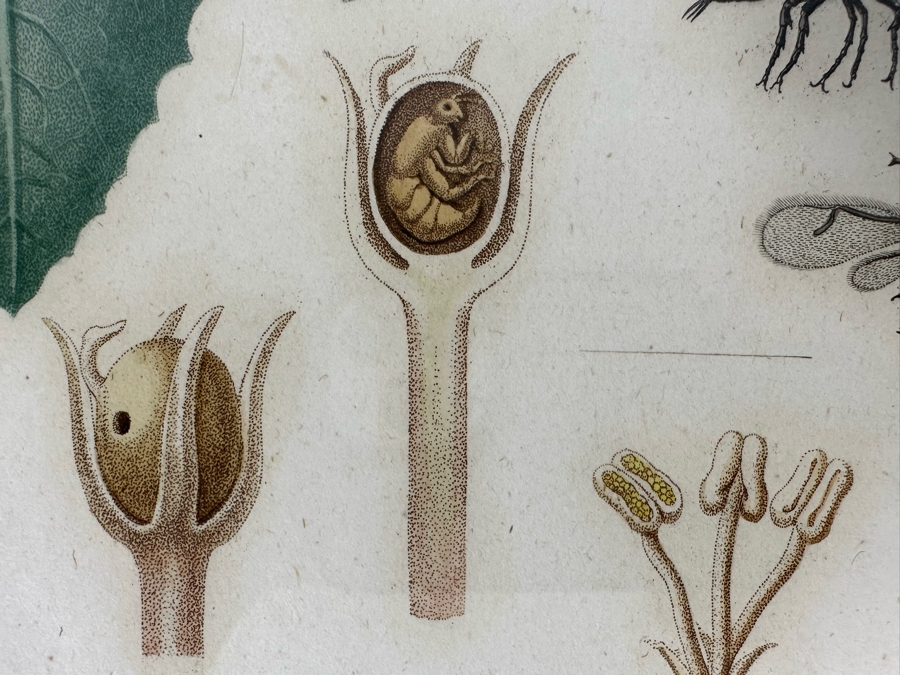 Giorgio Gallesio (1772-1839, Italian Botanist) Pomona Italiana, Ossia Trattato Degli Alberi Fruttiferi (Treatise On Fruit Trees) Original Antique Hand-Colored Engraving From Folio Incl Text Describing Fruit Framed 13.5 X 19 RARE $600+ [Photo 11]