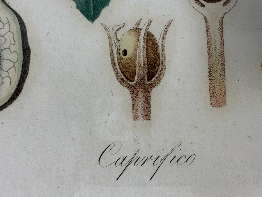 Giorgio Gallesio (1772-1839, Italian Botanist) Pomona Italiana, Ossia Trattato Degli Alberi Fruttiferi (Treatise On Fruit Trees) Original Antique Hand-Colored Engraving From Folio Incl Text Describing Fruit Framed 13.5 X 19 RARE $600+ [Photo 14]