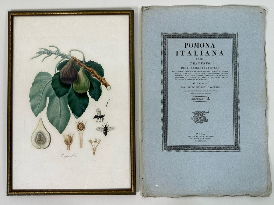 Giorgio Gallesio (1772-1839, Italian Botanist) Pomona Italiana, Ossia Trattato Degli Alberi Fruttiferi (Treatise On Fruit Trees) Original Antique Hand-Colored Engraving From Folio Incl Text Describing Fruit Framed 13.5 X 19 RARE $600+ [Photo 3]