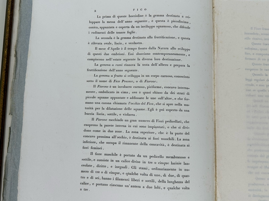 Giorgio Gallesio (1772-1839, Italian Botanist) Pomona Italiana, Ossia Trattato Degli Alberi Fruttiferi (Treatise On Fruit Trees) Original Antique Hand-Colored Engraving From Folio Incl Text Describing Fruit Framed 13.5 X 19 RARE $600+ [Photo 19]