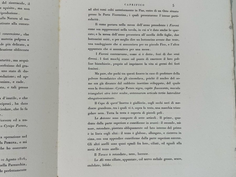 Giorgio Gallesio (1772-1839, Italian Botanist) Pomona Italiana, Ossia Trattato Degli Alberi Fruttiferi (Treatise On Fruit Trees) Original Antique Hand-Colored Engraving From Folio Incl Text Describing Fruit Framed 13.5 X 19 RARE $600+ [Photo 22]