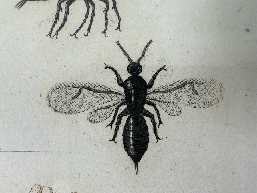 Giorgio Gallesio (1772-1839, Italian Botanist) Pomona Italiana, Ossia Trattato Degli Alberi Fruttiferi (Treatise On Fruit Trees) Original Antique Hand-Colored Engraving From Folio Incl Text Describing Fruit Framed 13.5 X 19 RARE $600+ [Photo 8]